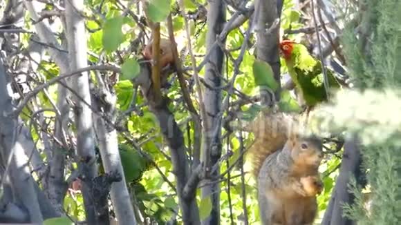 可爱的松鼠吃苹果视频的预览图