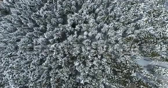 高空俯视向高山积雪覆盖的松树林移动冬季户外自然景观视频的预览图