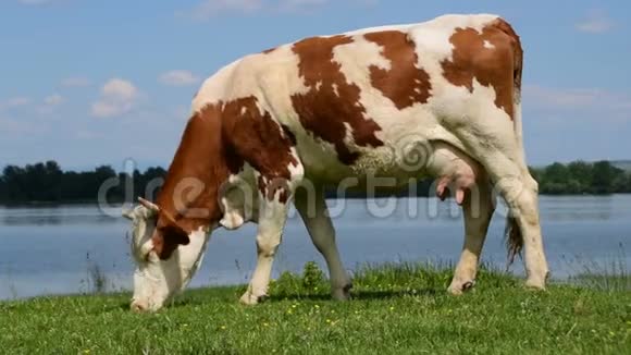 美丽的放牧奶牛的场景湖边放牧红色荷斯坦牛视频的预览图