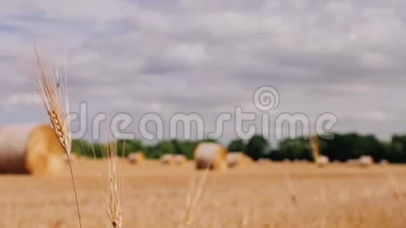 前景中的稻草蒸汽草地上的干草干草卷成一捆准备装在农民的田地里视频的预览图