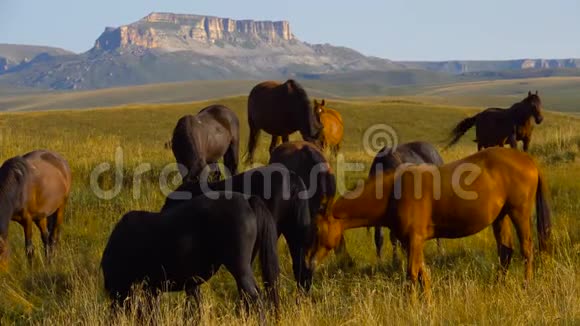 俄罗斯高加索山脉的田野上有马在放牧视频的预览图