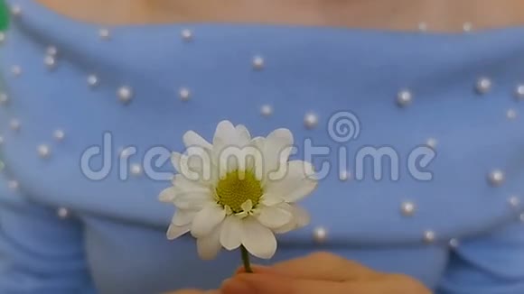 女孩手一朵白花洋甘菊视频的预览图