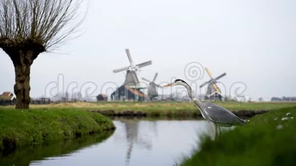 荷兰的老式风车视频的预览图