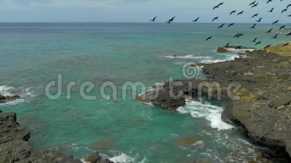 飞鸟伴着碧空的绿水成群结队地飞过海边视频的预览图