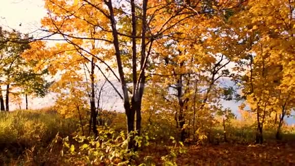 秋天公园的全景树上的黄叶视频的预览图
