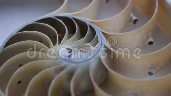 贝壳纤维节螺旋珠对称半交金比结构生长片段视频的预览图