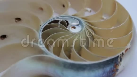 贝壳纤维节螺旋珠对称半交金比结构生长片段视频的预览图