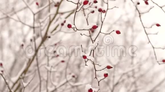 在公园的树上结了霜的浆果冬天视频的预览图