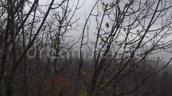 秋天树枝上有一滴雨和黄叶云云视频的预览图