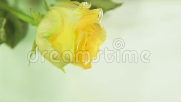 黄色玫瑰花蕾在流水中视频的预览图