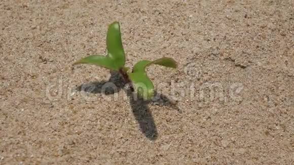 住在沙子上的新植物视频的预览图