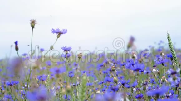 草甸花野花在盛开的夏日田野上没有人在UHD摄像机上近距离拍摄慢的MO4K视频视频的预览图