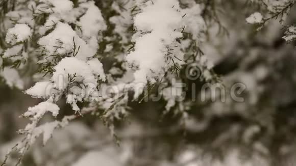 森林中积雪覆盖的树枝的特写视频的预览图