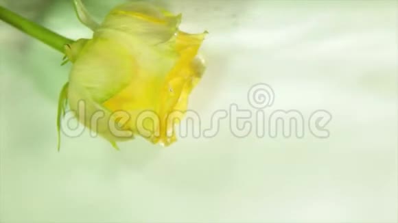 黄色玫瑰花蕾在流水中视频的预览图