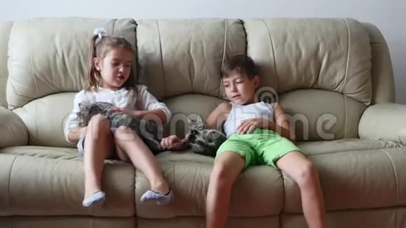 孩子们抱着小猫有猫坐在沙发上的男孩女孩视频的预览图