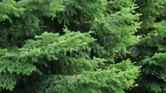 森林里的云杉树圣诞场景视频的预览图