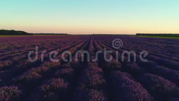 普罗旺斯的薰衣草田和美丽的日落覆盖农田视频的预览图