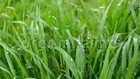 绿草如茵的下着雨吹着风高清视频镜头1080P视频的预览图