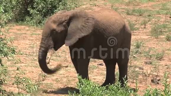 非洲大象吃大草原上的叶子视频的预览图
