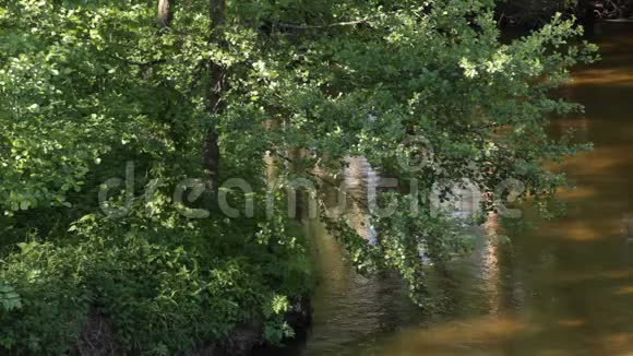 河水的流动伴随着树木的倒影和阳光的眩光视频的预览图