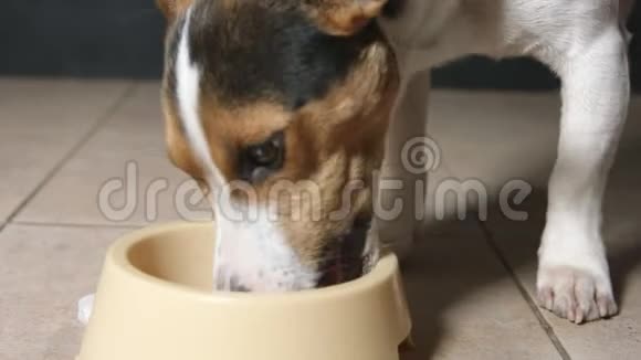 饥饿的狗吃食物从喂养碗视频的预览图