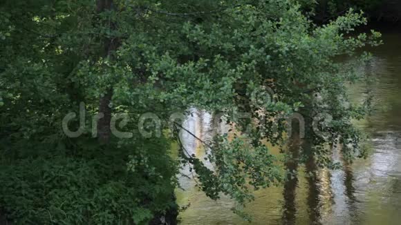 河水的流动伴随着树木的倒影和阳光的眩光视频的预览图