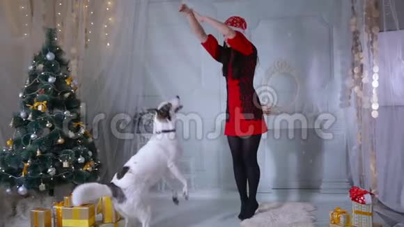 在圣诞树附近和哈士奇狗玩耍的女人视频的预览图