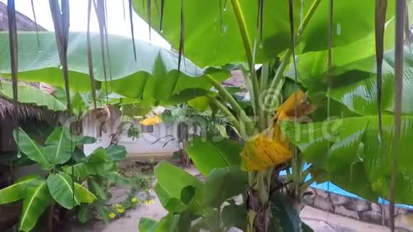 热带雨林棕榈枝香蕉树强降雨阵雨视频的预览图