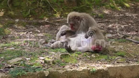 日本猕猴美容视频的预览图