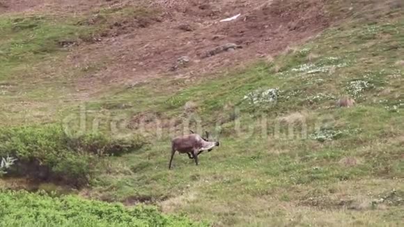 美国阿拉斯加州德纳利国家公园的麋鹿在草地上抓挠视频的预览图