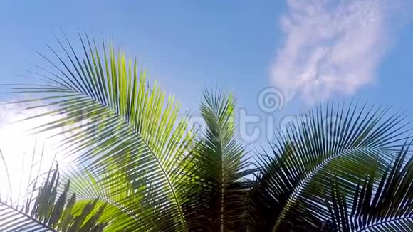 棕榈树在风中树枝间的阳光从太阳上闪闪发光蓝天热带视频的预览图