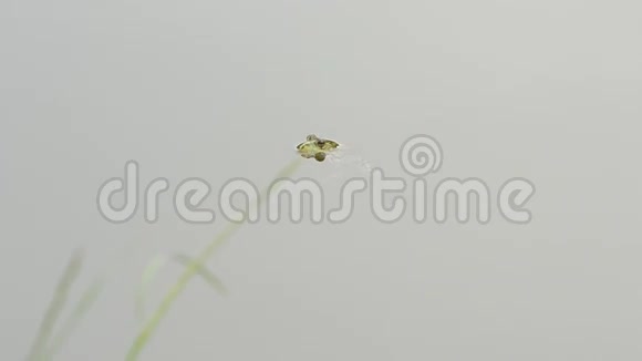 青蛙漂浮在水面上视频的预览图
