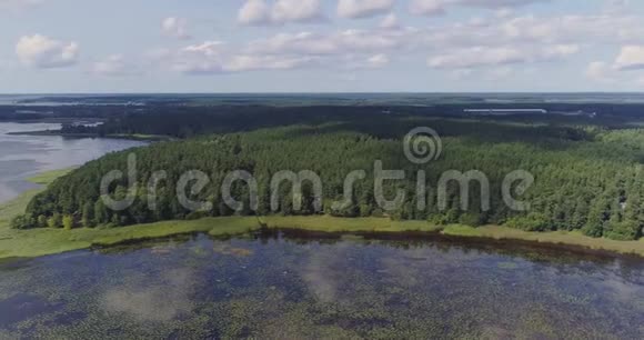 湖水百合海藻飞行和松林视频的预览图