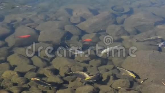 锦鲤成群结队地在池塘里游泳视频的预览图