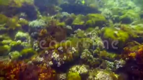海底的珊瑚视频的预览图