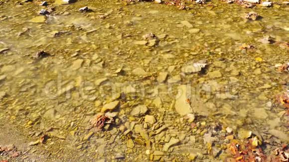 秋林中的河水视频的预览图