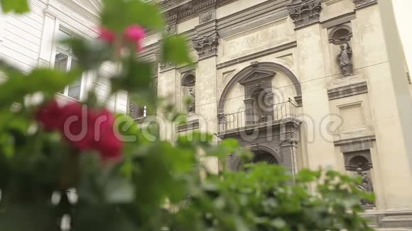 近景老楼背景下盛开的粉色花朵视频的预览图