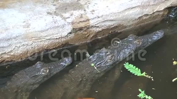 尼罗河鳄鱼宝宝半浸在水里视频的预览图