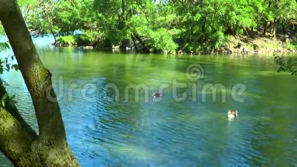 森林里的河流河鹅在游泳视频的预览图