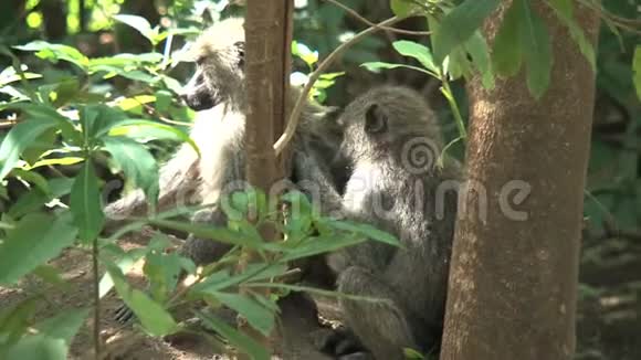 维韦特猴子的配对在一棵树上互相配对视频的预览图