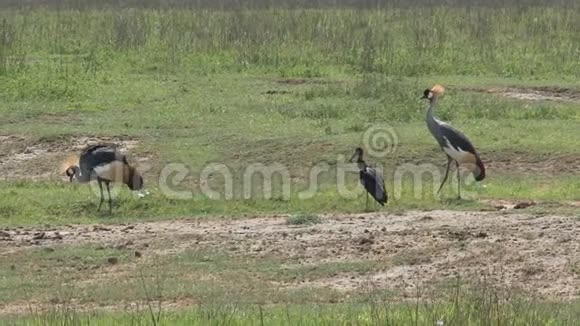 灰冠鹤对草地觅食视频的预览图