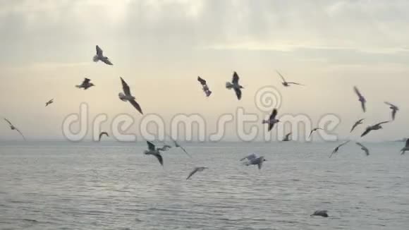 雄伟的日落和鸟儿飞过水面视频的预览图