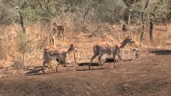 三只瞪羚在草原上行走视频的预览图
