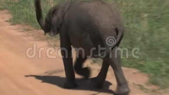 非洲小象小象在草原上漫步视频的预览图