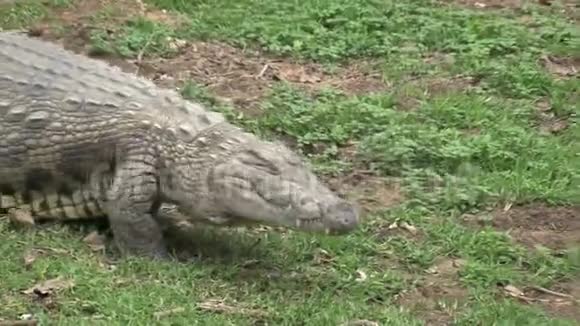 尼罗河鳄鱼在草地上晒太阳视频的预览图