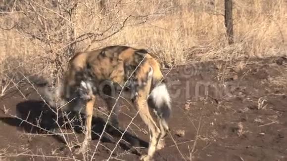 非洲野狗在热带草原上行走视频的预览图