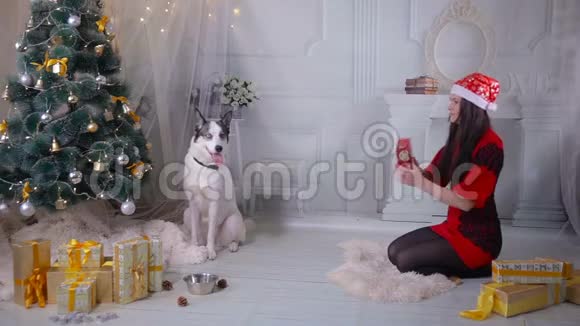 在新年庆祝活动中一个女孩在圣诞树旁送礼物给她的哈士奇狗视频的预览图