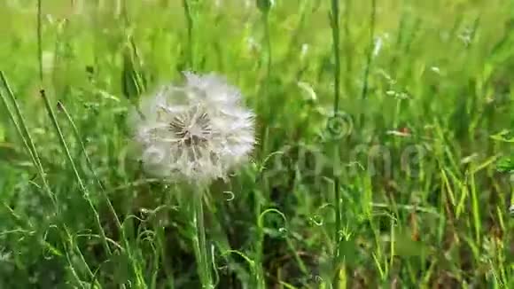 风吹蒲公英种子视频的预览图