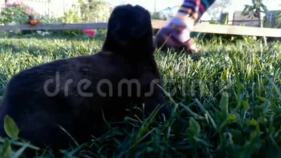 美丽的小黑兔走在草地上视频的预览图