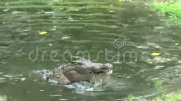 尼罗河鳄鱼在水里吃肉块视频的预览图